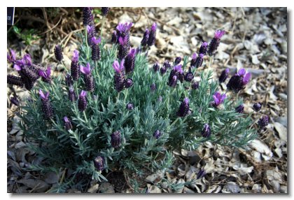 Apache (16)   Desert Lupine